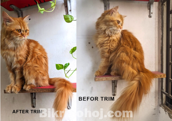 Pure Persian Adult Female Ca